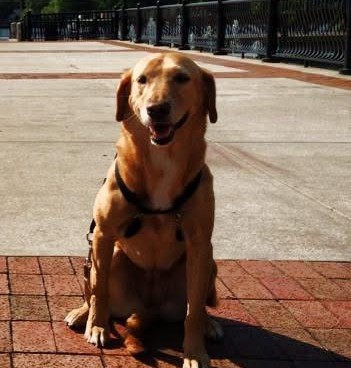 Marley, the Wheelzy blog author